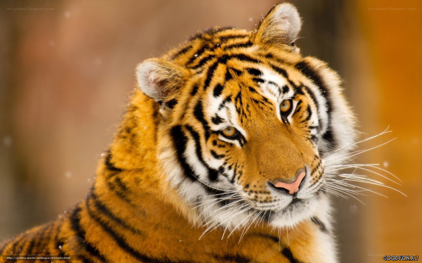 tiger in the snow