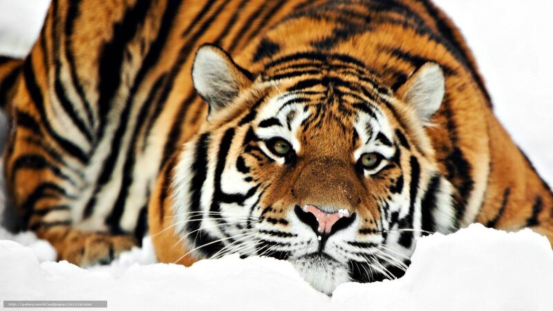 tiger in the snow