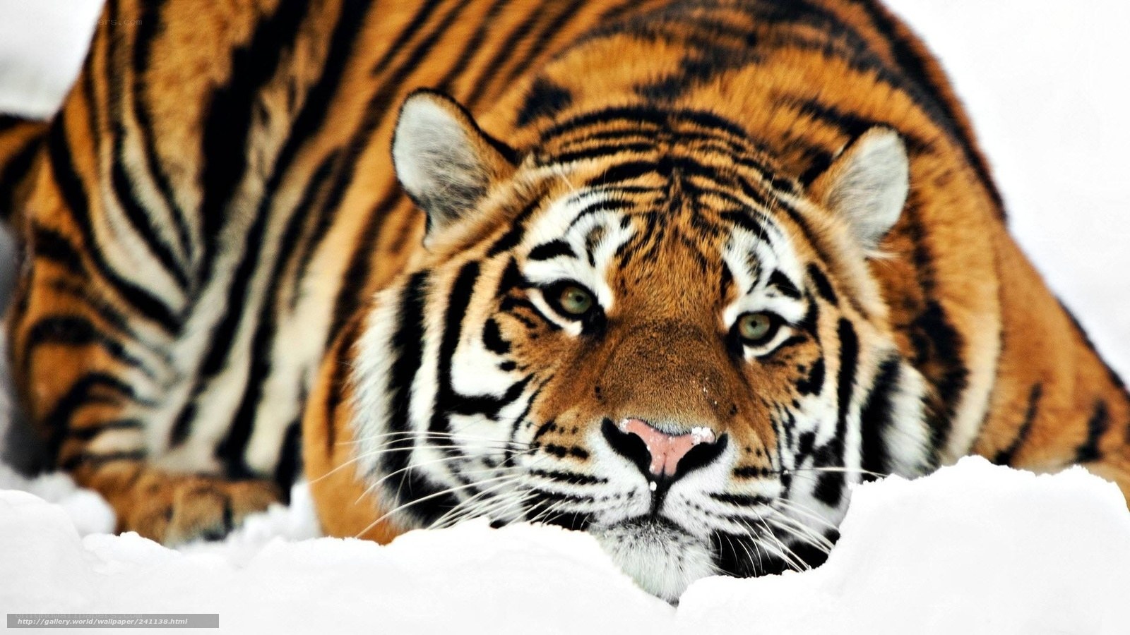 tiger in the snow