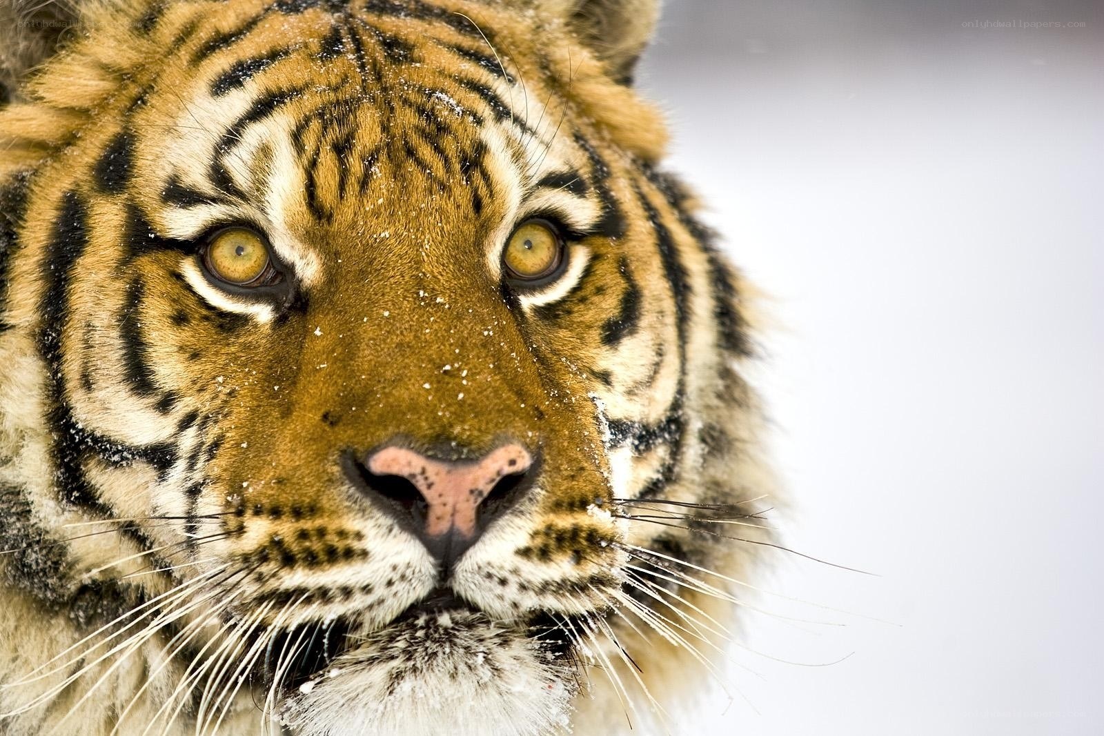 tiger in the snow