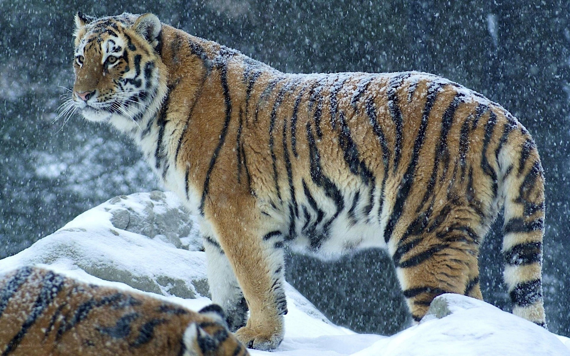 Tiger in the snow