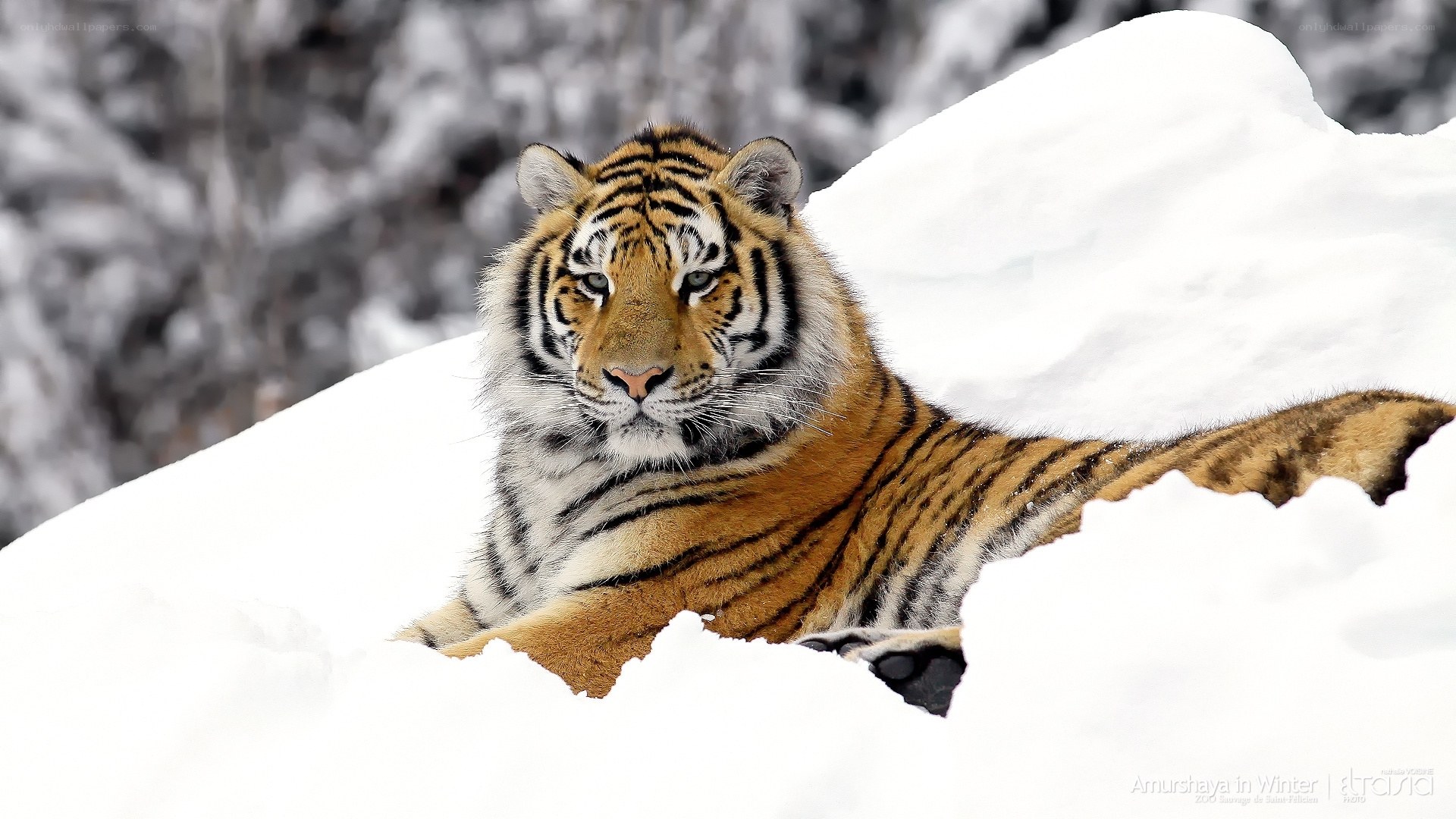 Tiger in the snow