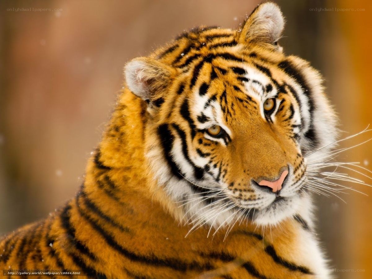 tiger in the snow
