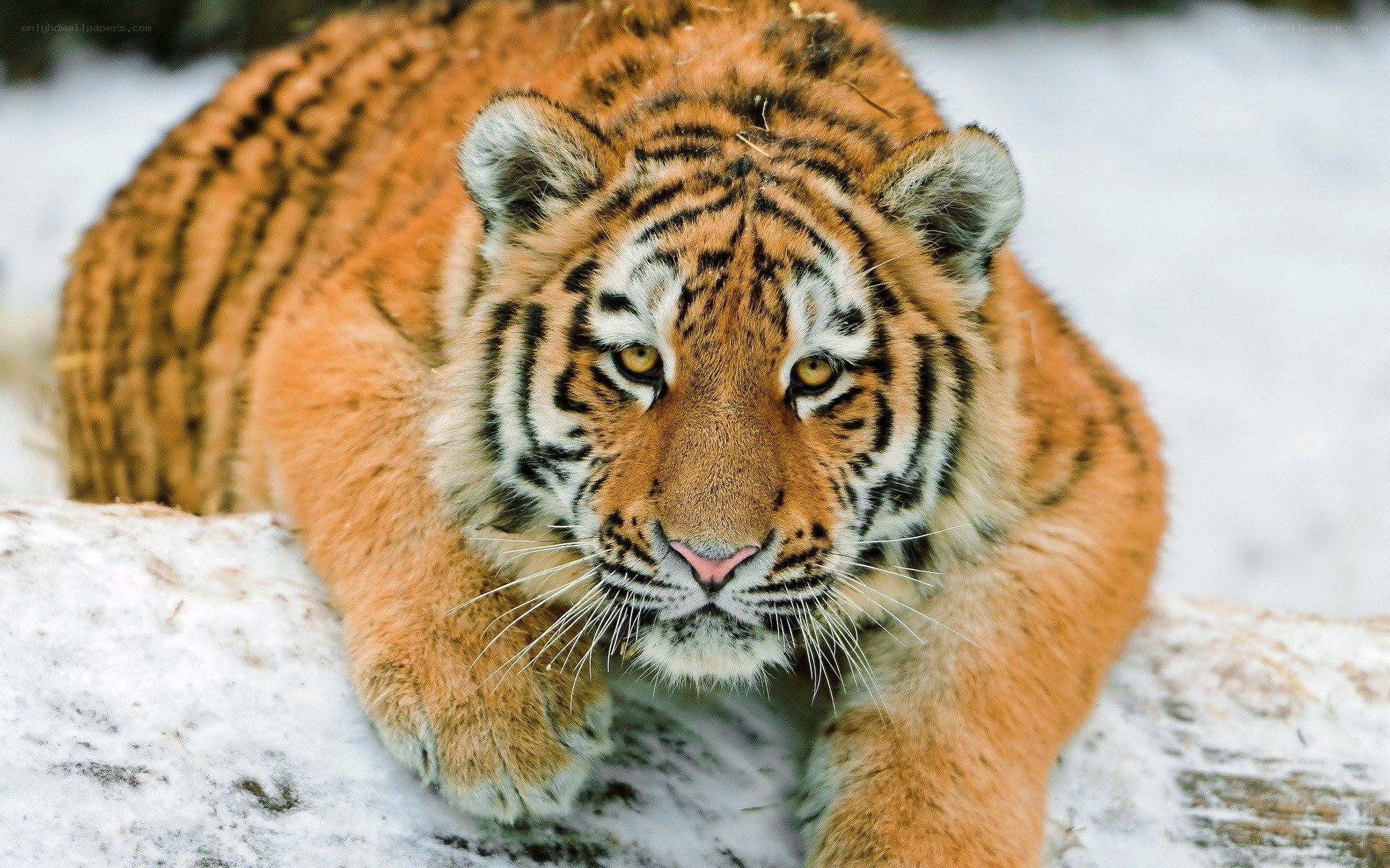 tiger in the snow