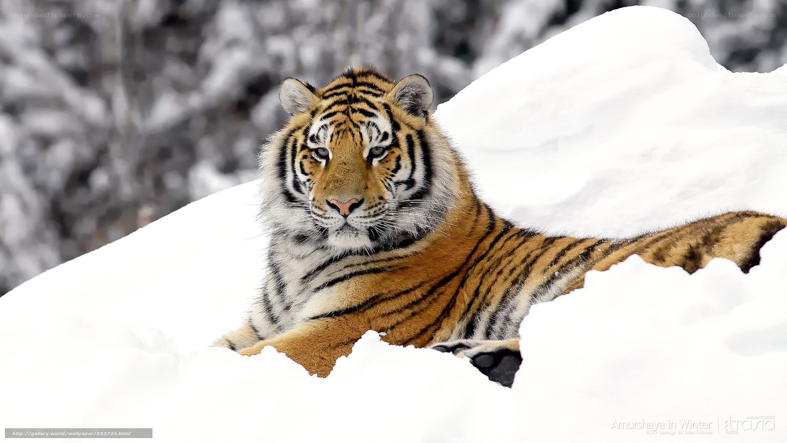 Tiger in the snow