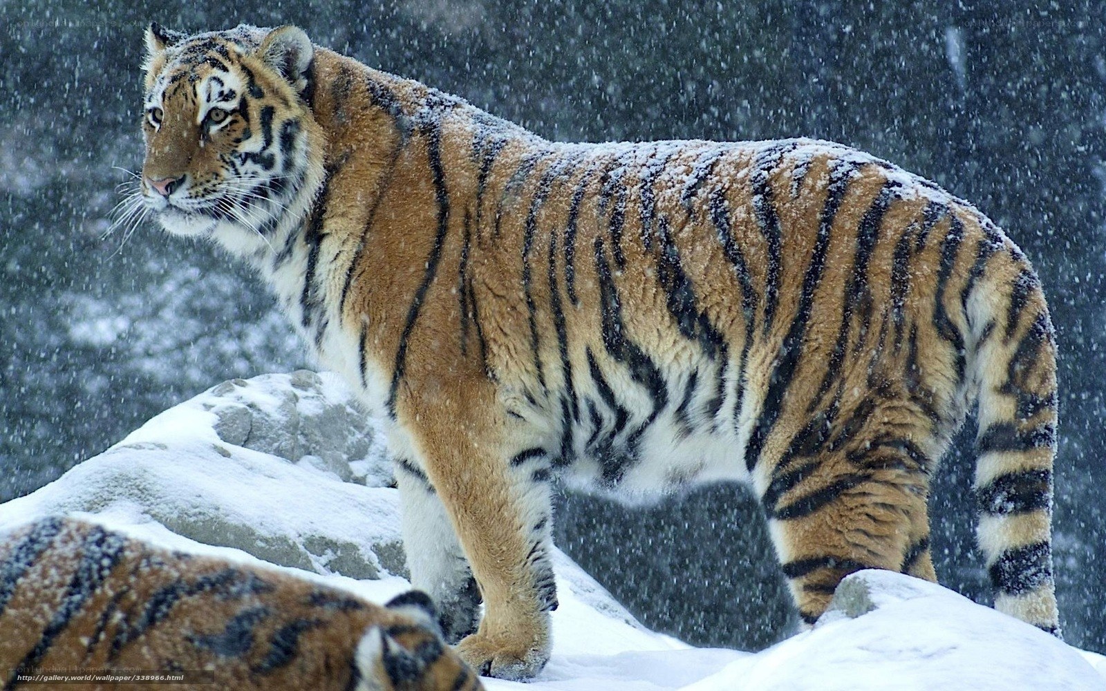 Tiger in the snow