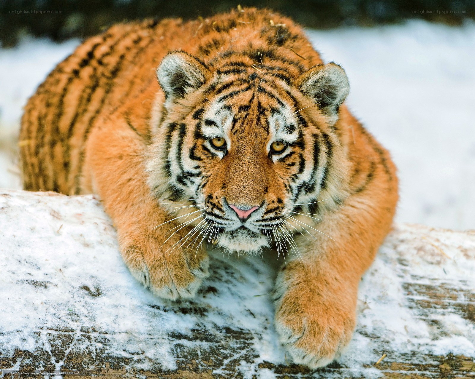 Tiger in the snow