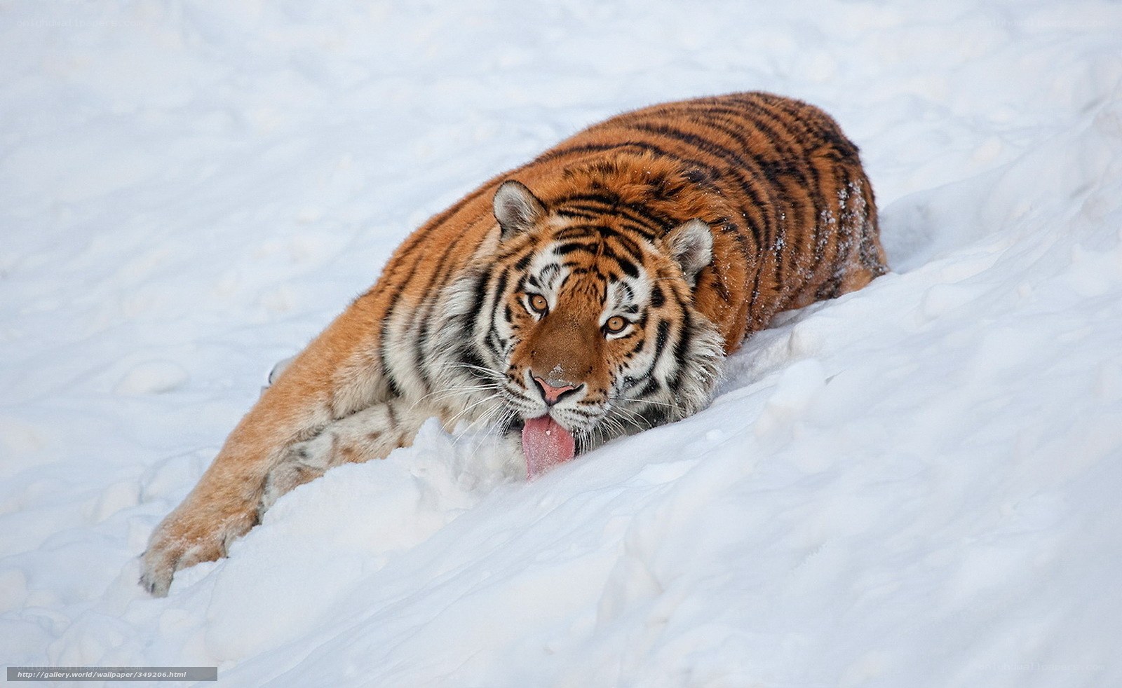 tiger in the snow