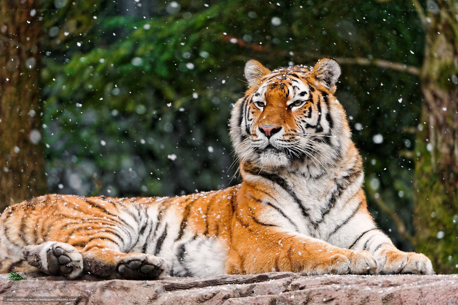 Tiger in the snow