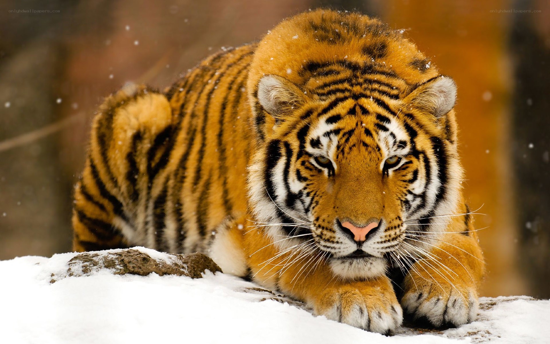 tiger in the snow