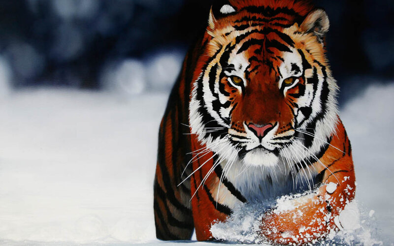 Tiger in the snow