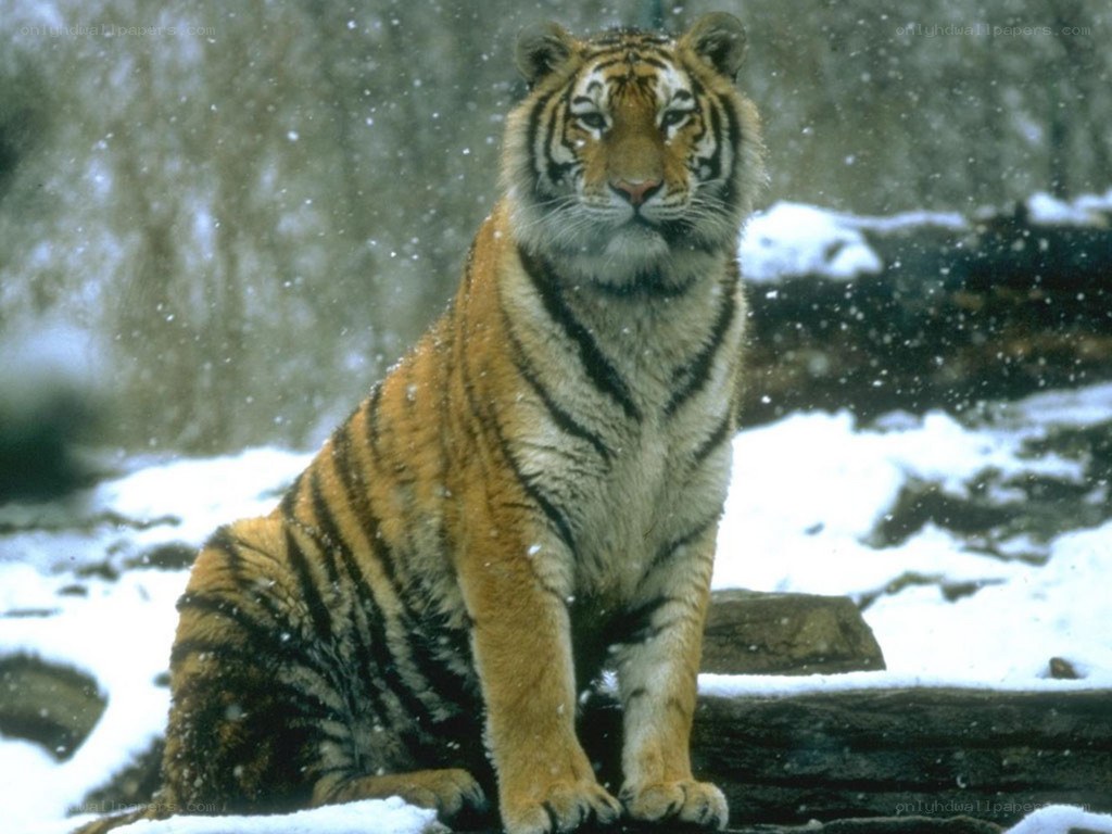 Tiger in the snow