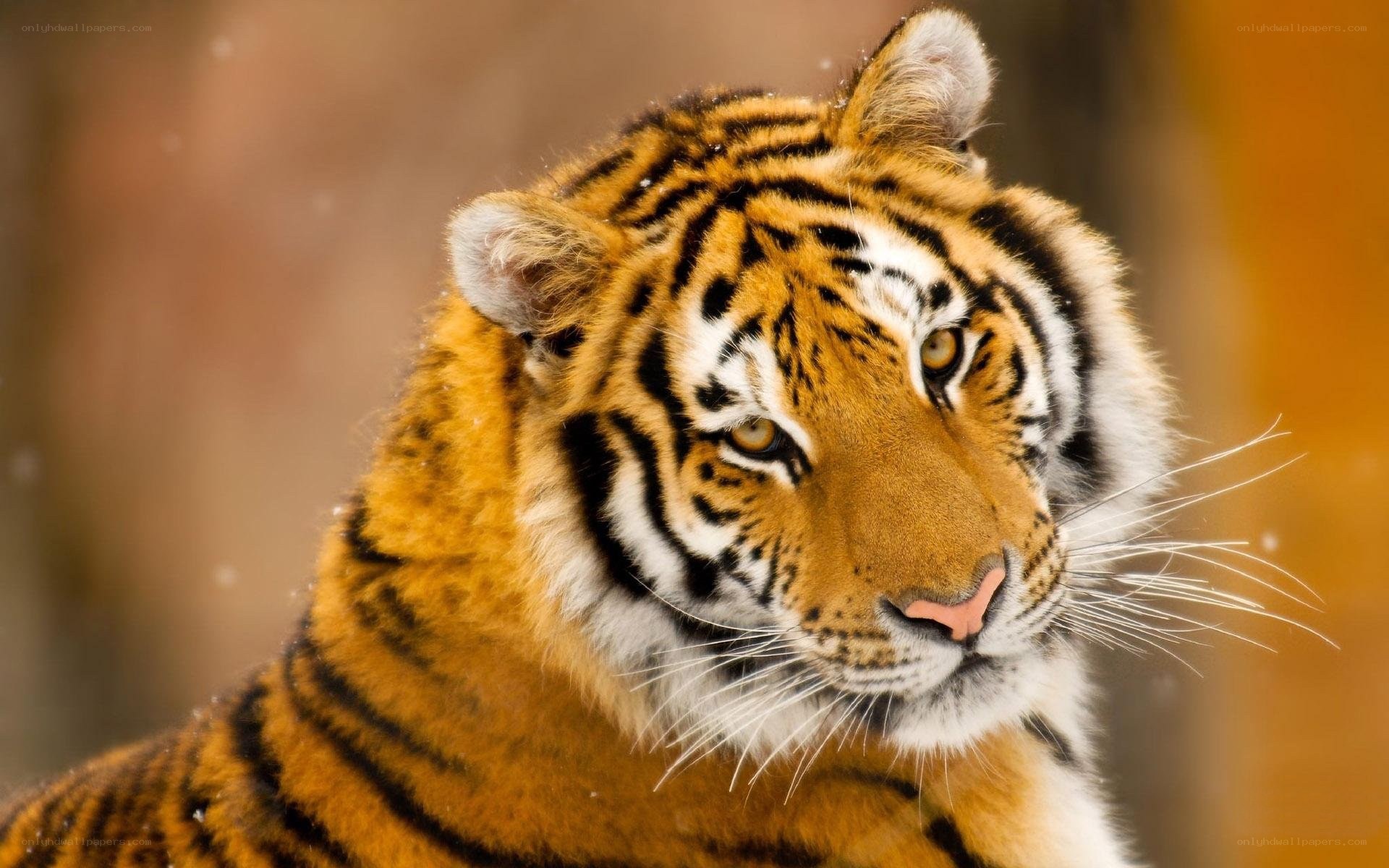 tiger in the snow