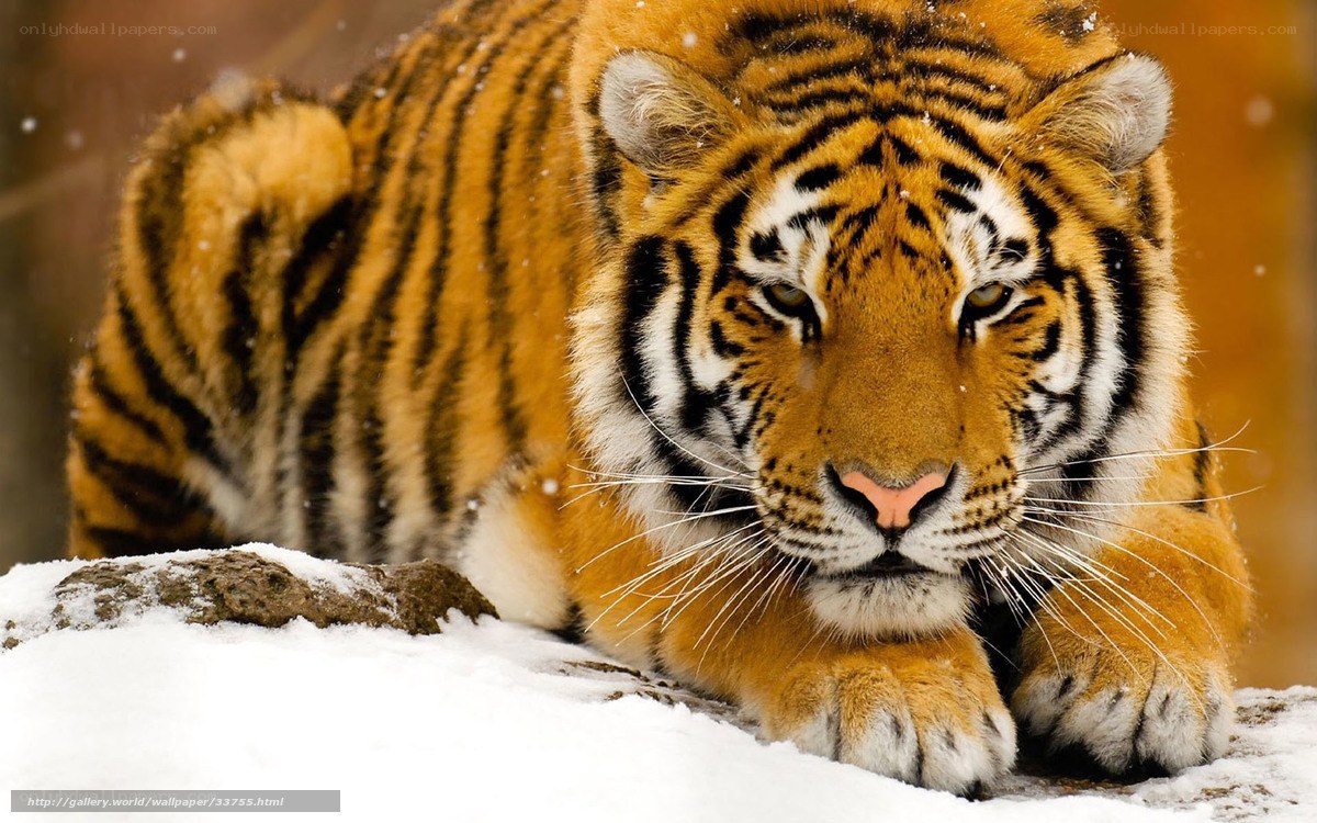 tiger in the snow