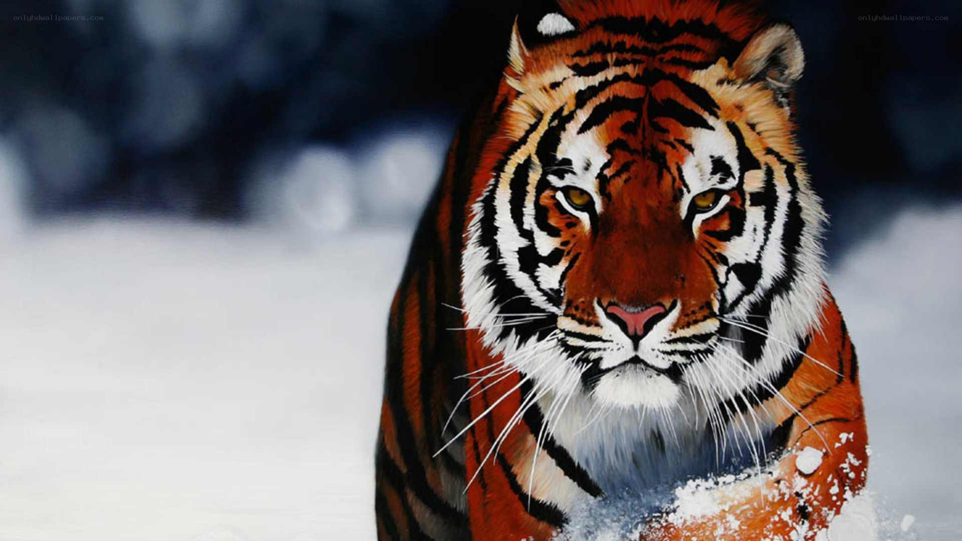 tiger in the snow