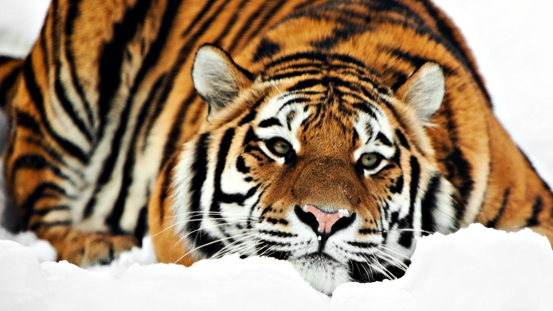 tiger in the snow