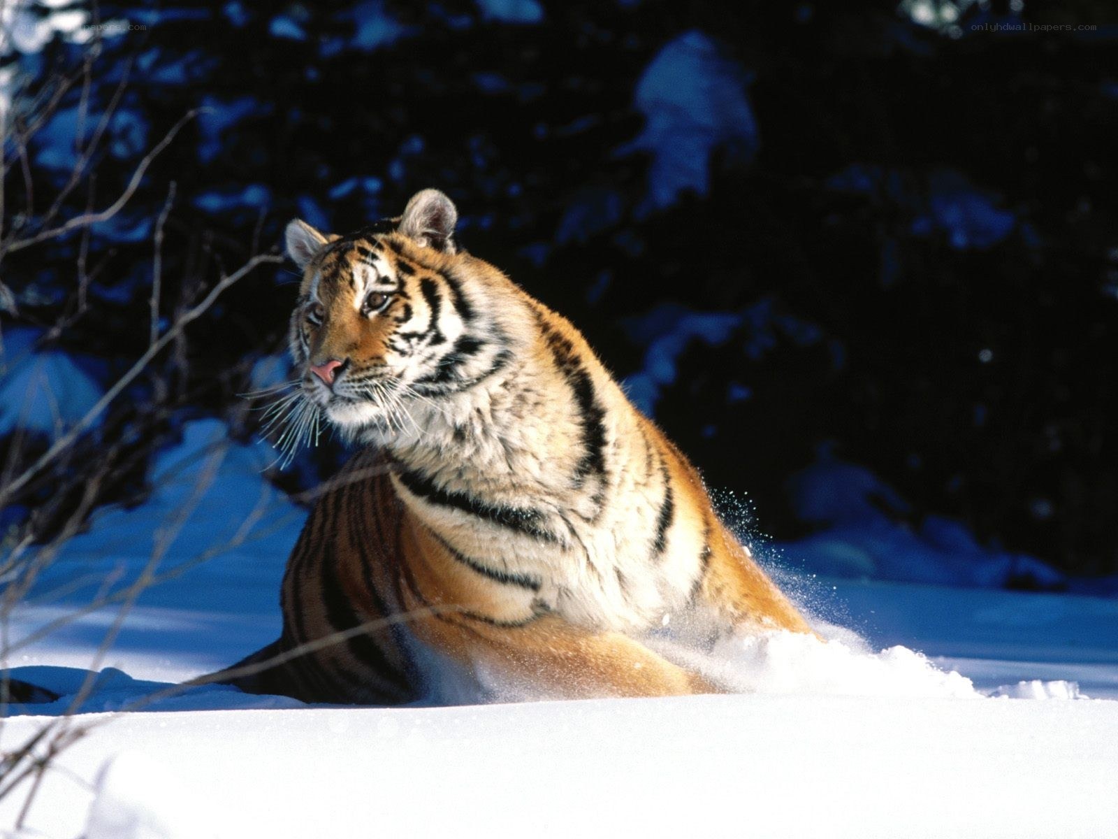 Tiger in the snow