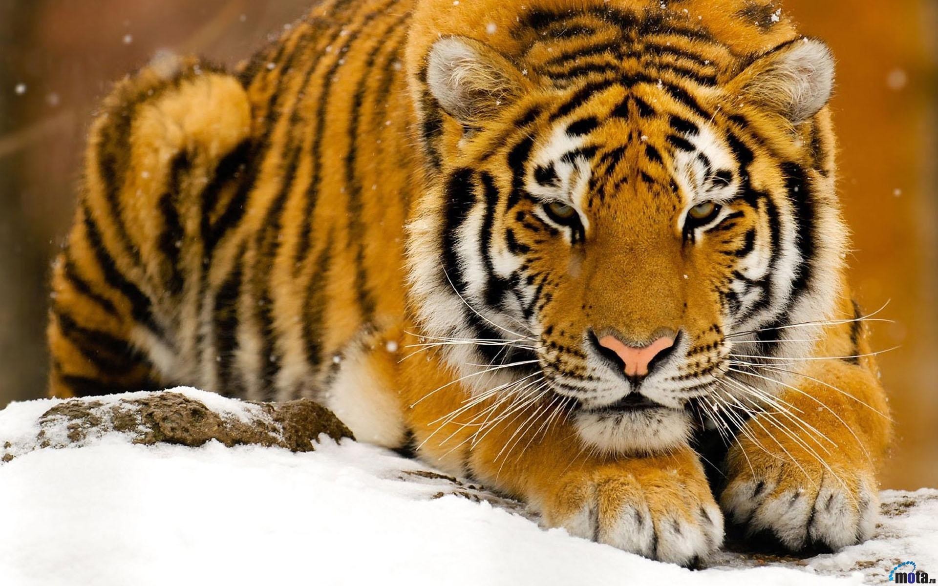 tiger in the snow