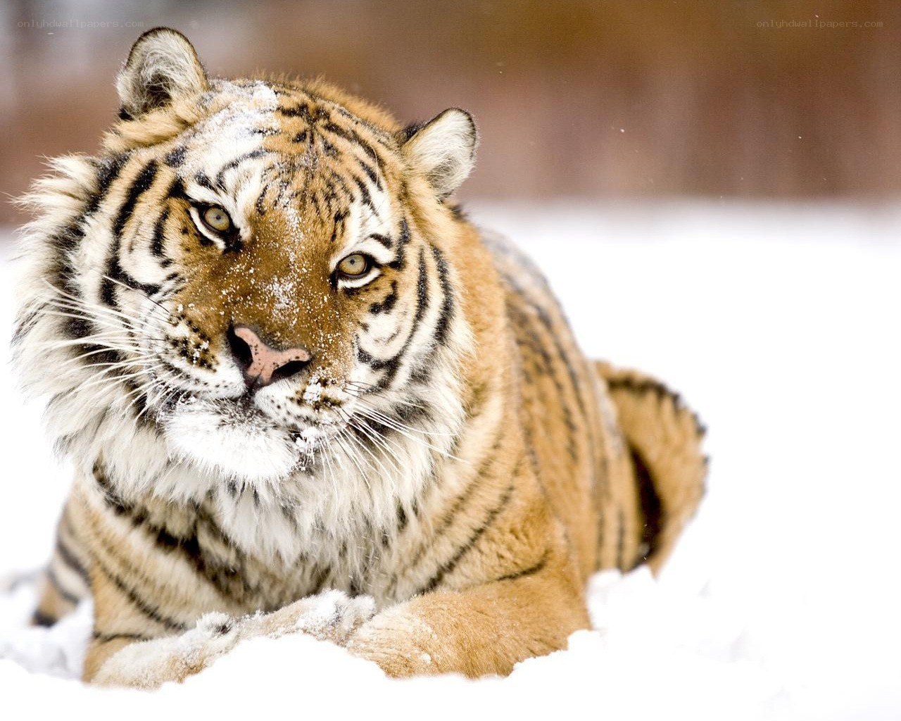 tiger in the snow