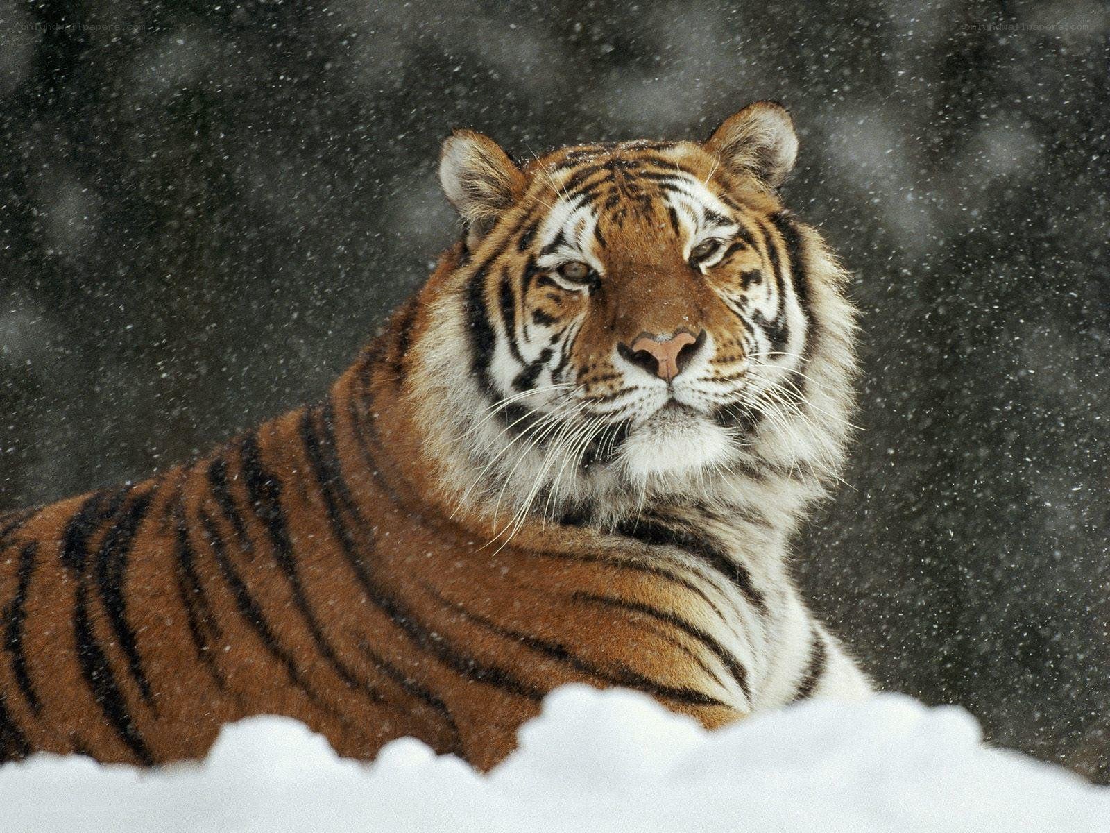 Tiger in the snow