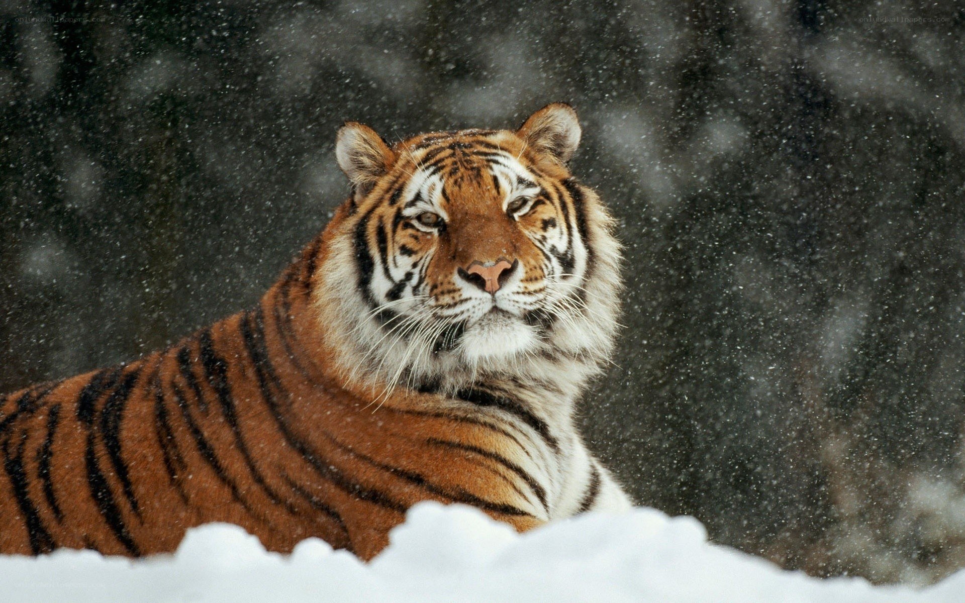 Tiger in the snow