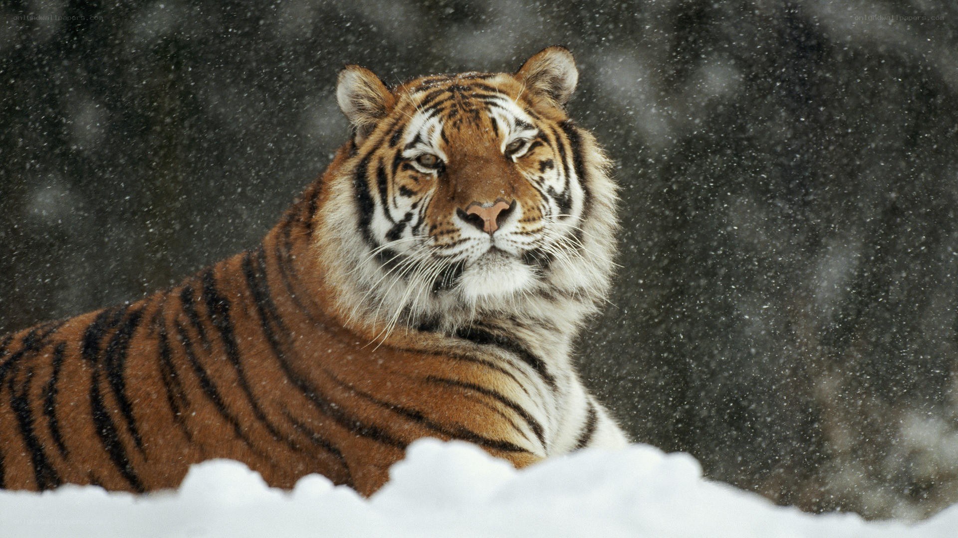 Tiger in the snow