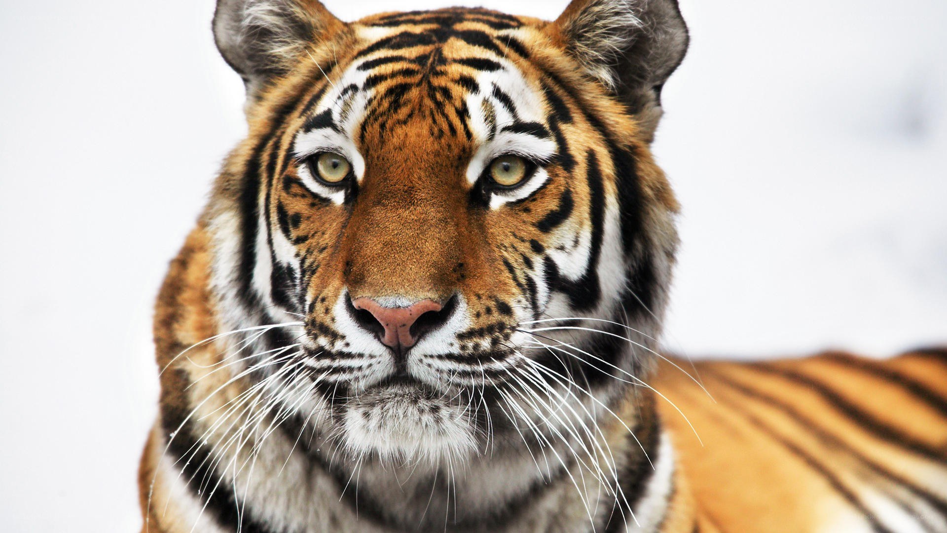 tiger in the snow