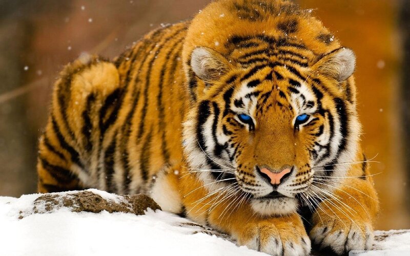 tiger in the snow