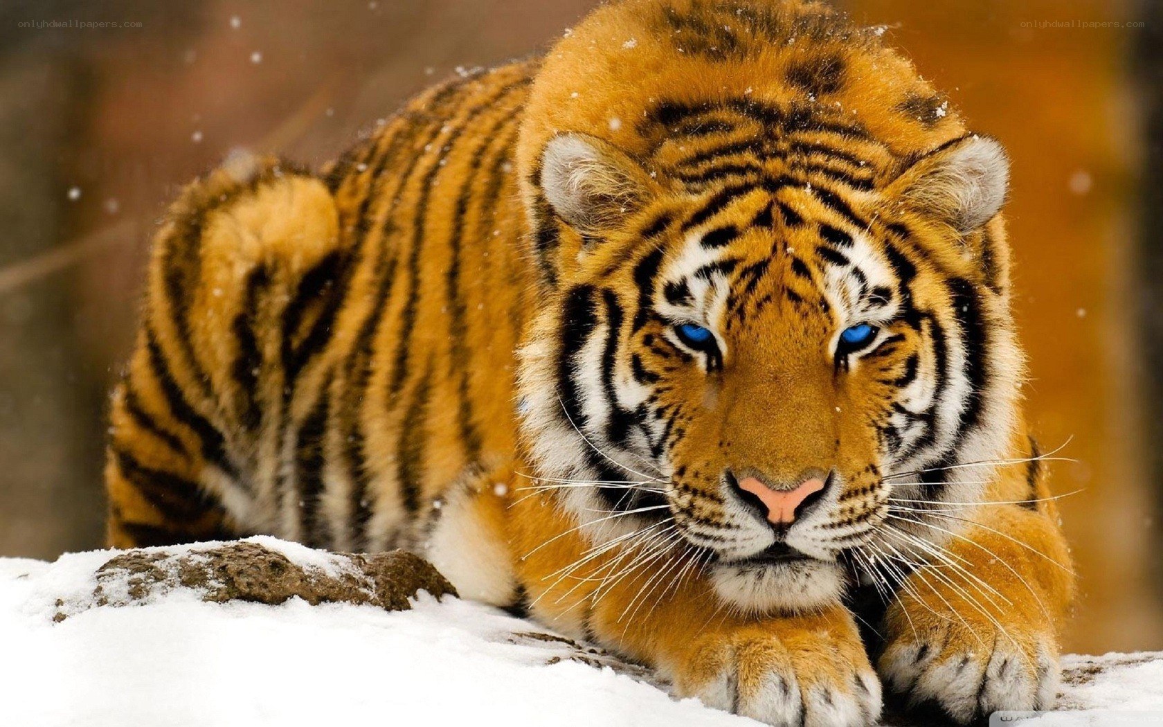 tiger in the snow