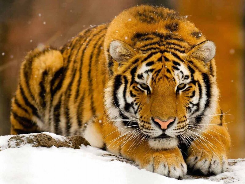 Tiger in the snow