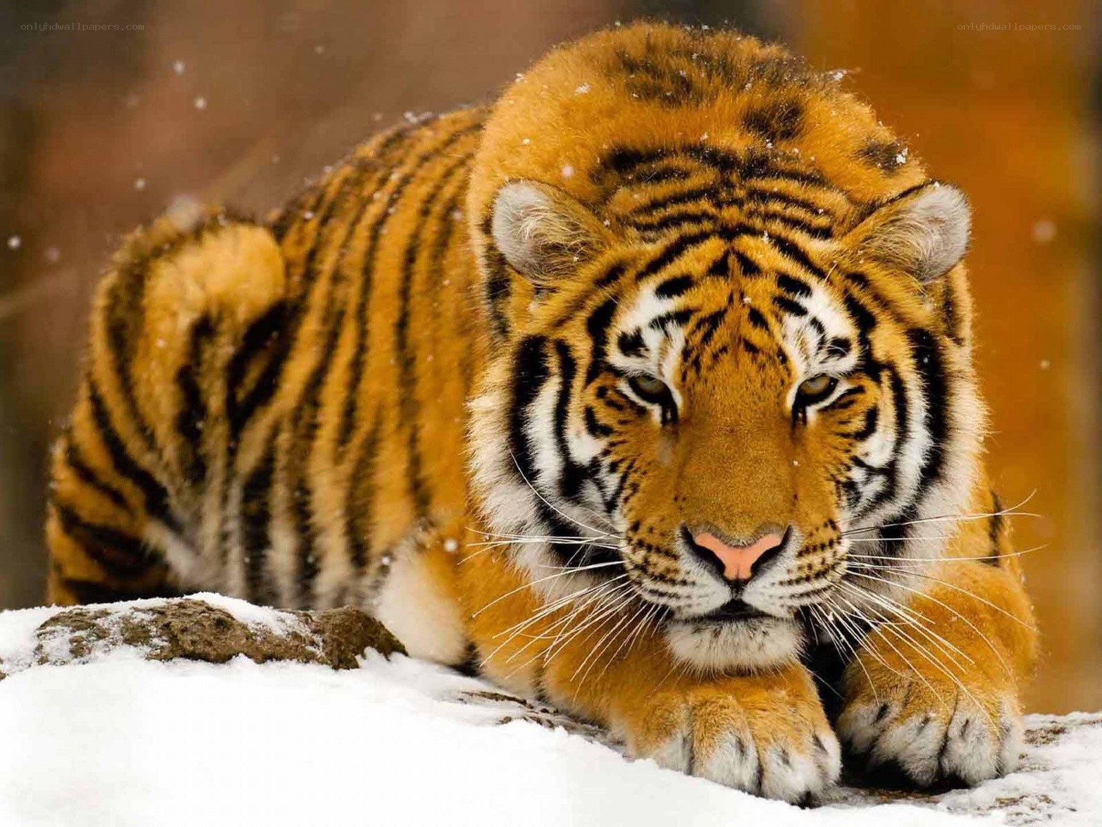 Tiger in the snow
