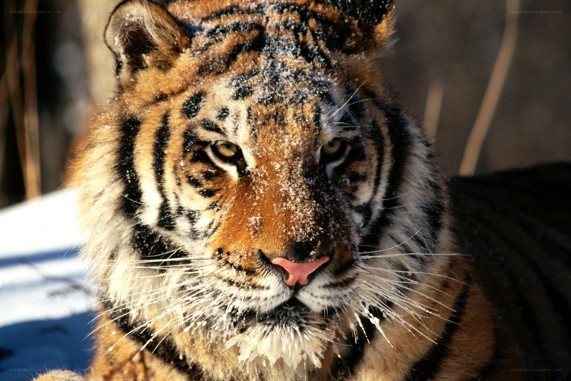 tiger in the snow