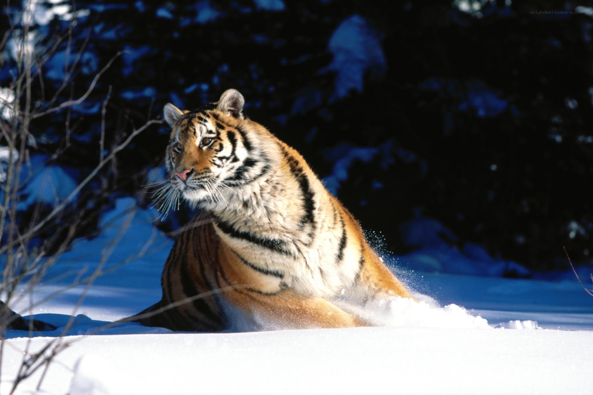 Tiger in the snow