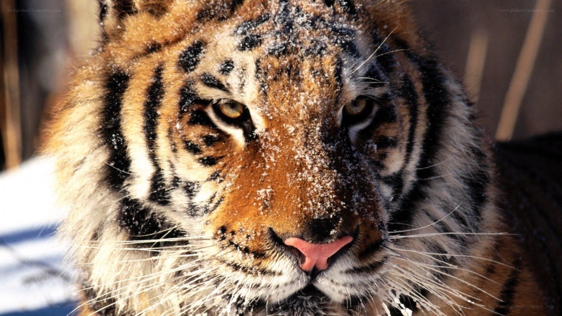 tiger in the snow