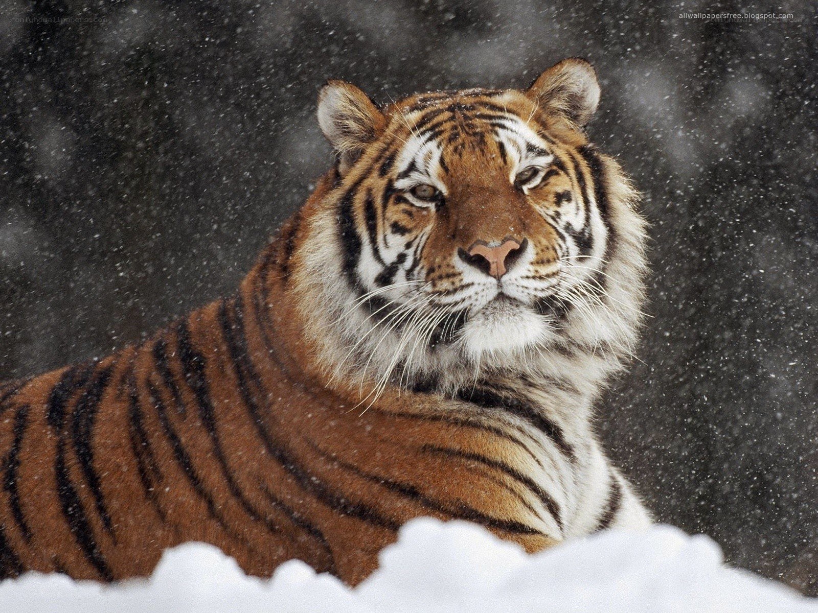 tiger in the snow