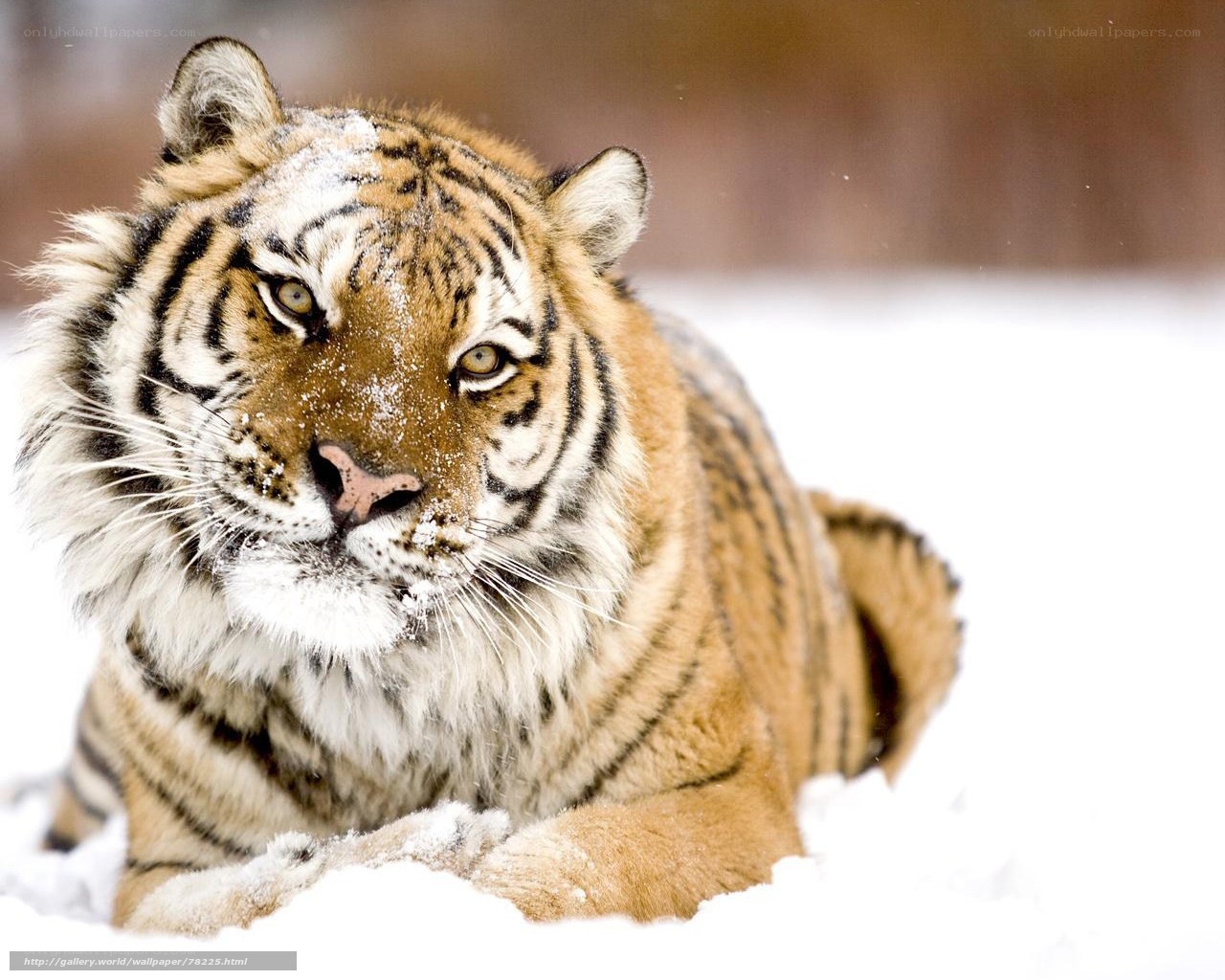 tiger in the snow