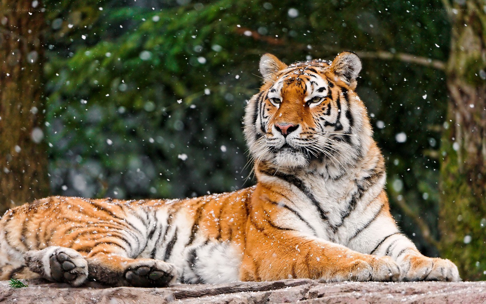 Tiger in the snow