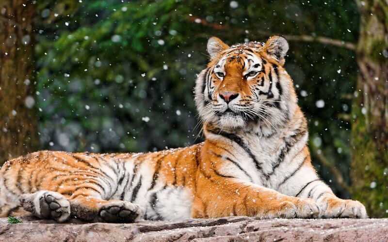 Tiger in the snow