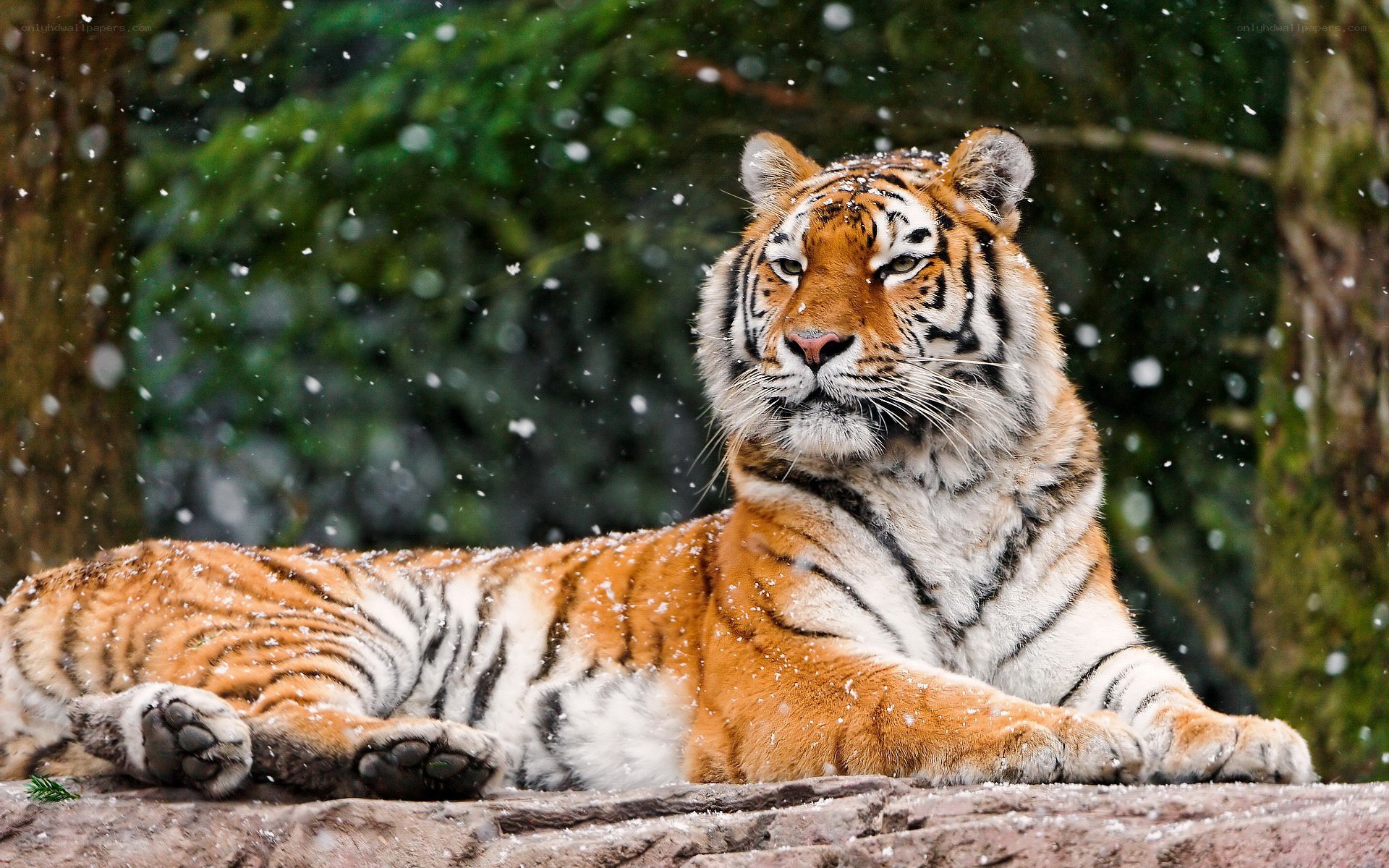 Tiger in the snow