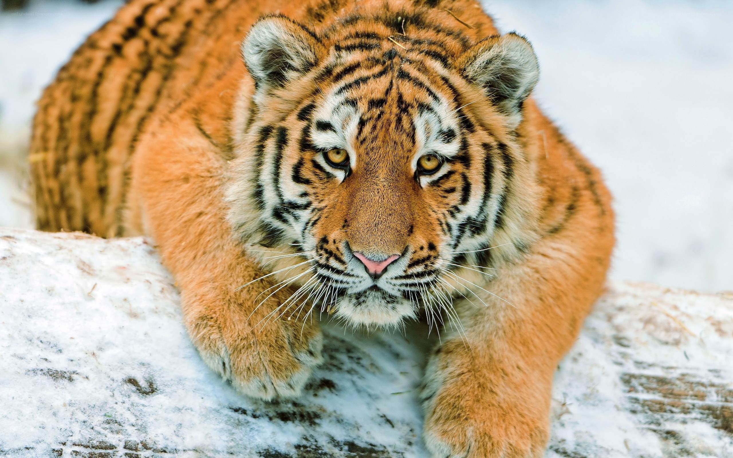 tiger in the snow