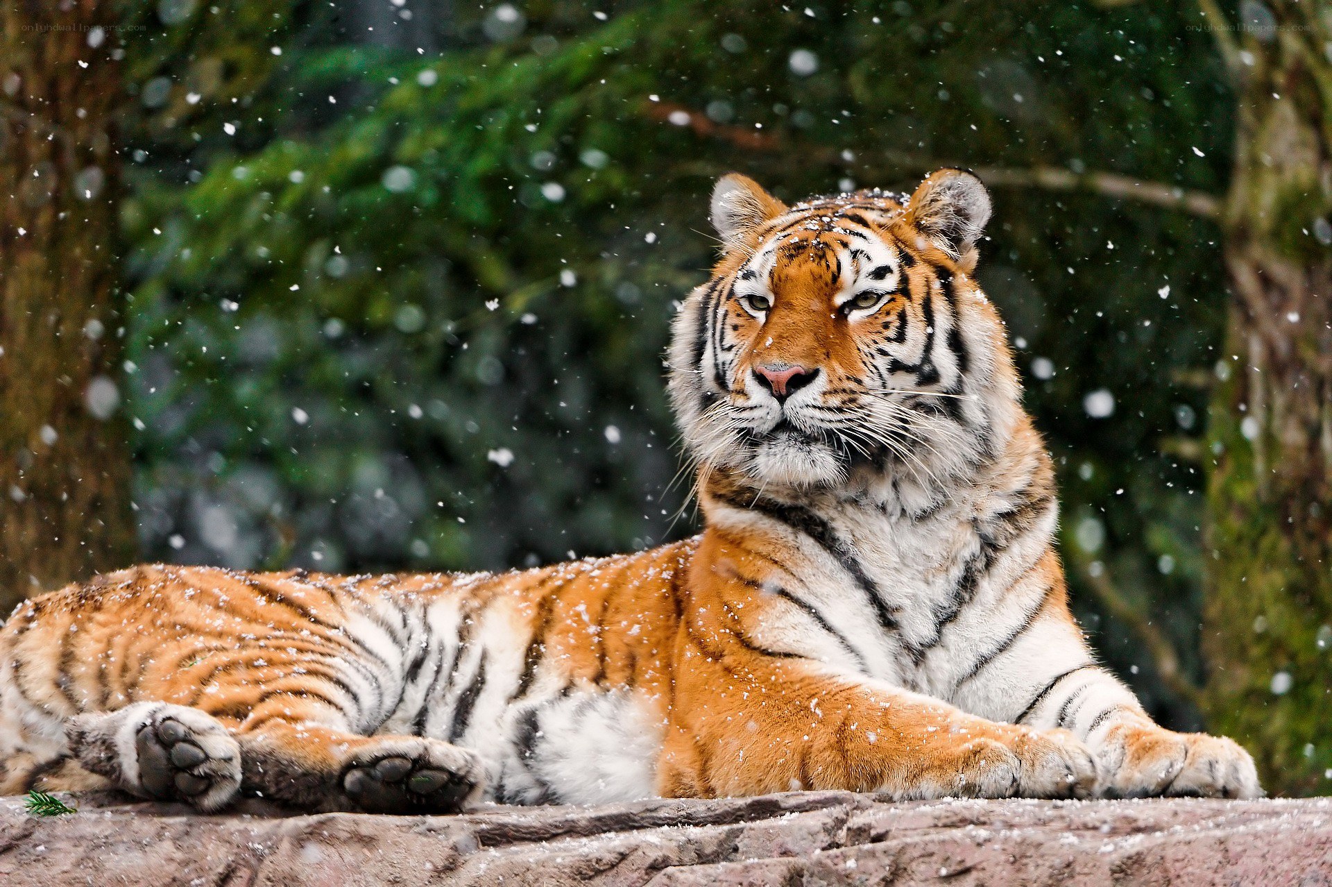 Tiger in the snow
