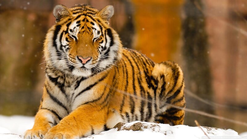 Tiger in the snow