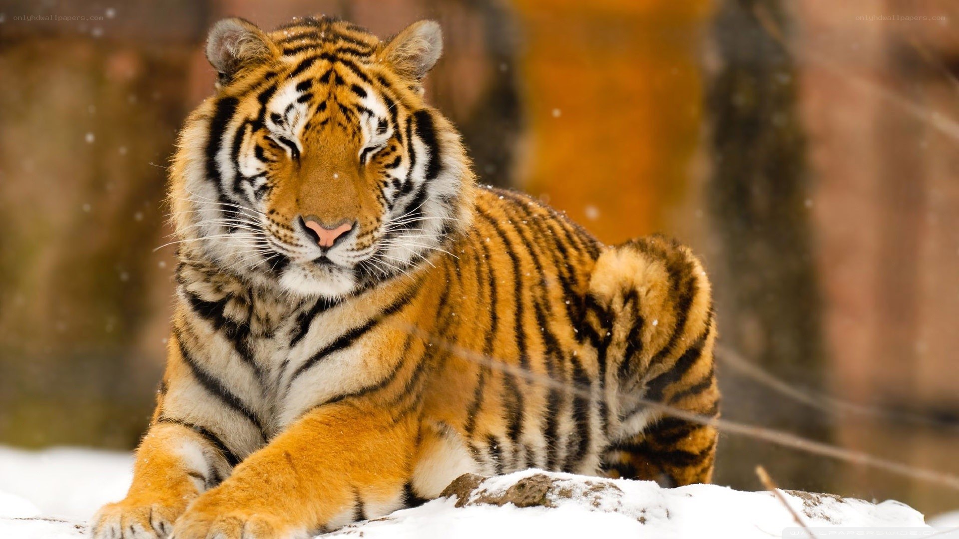 Tiger in the snow