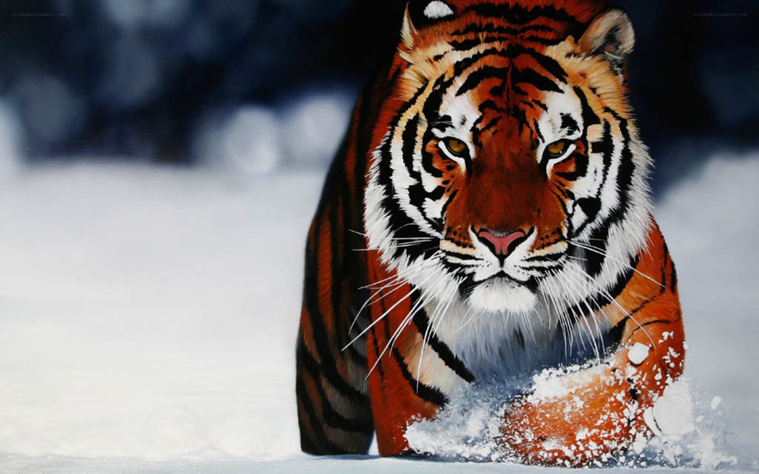 tiger in the snow