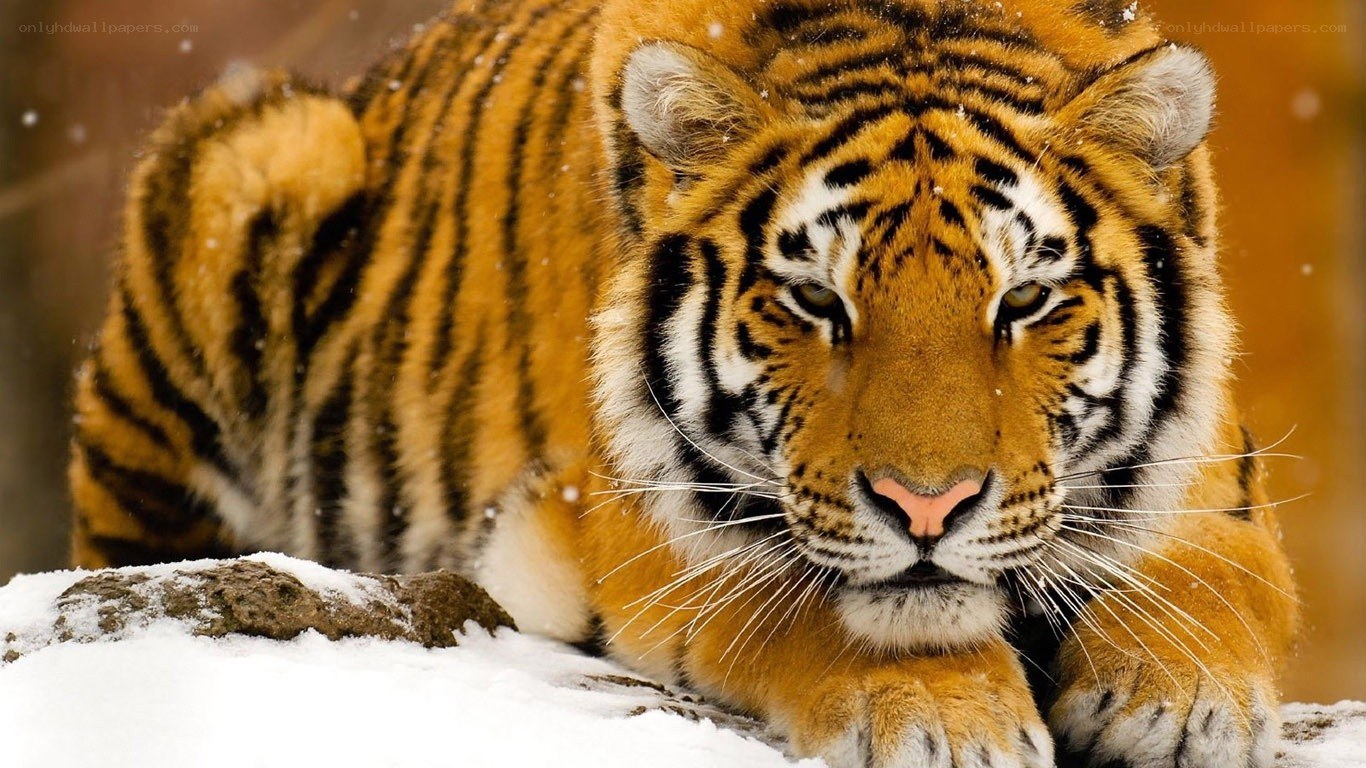 tiger in the snow
