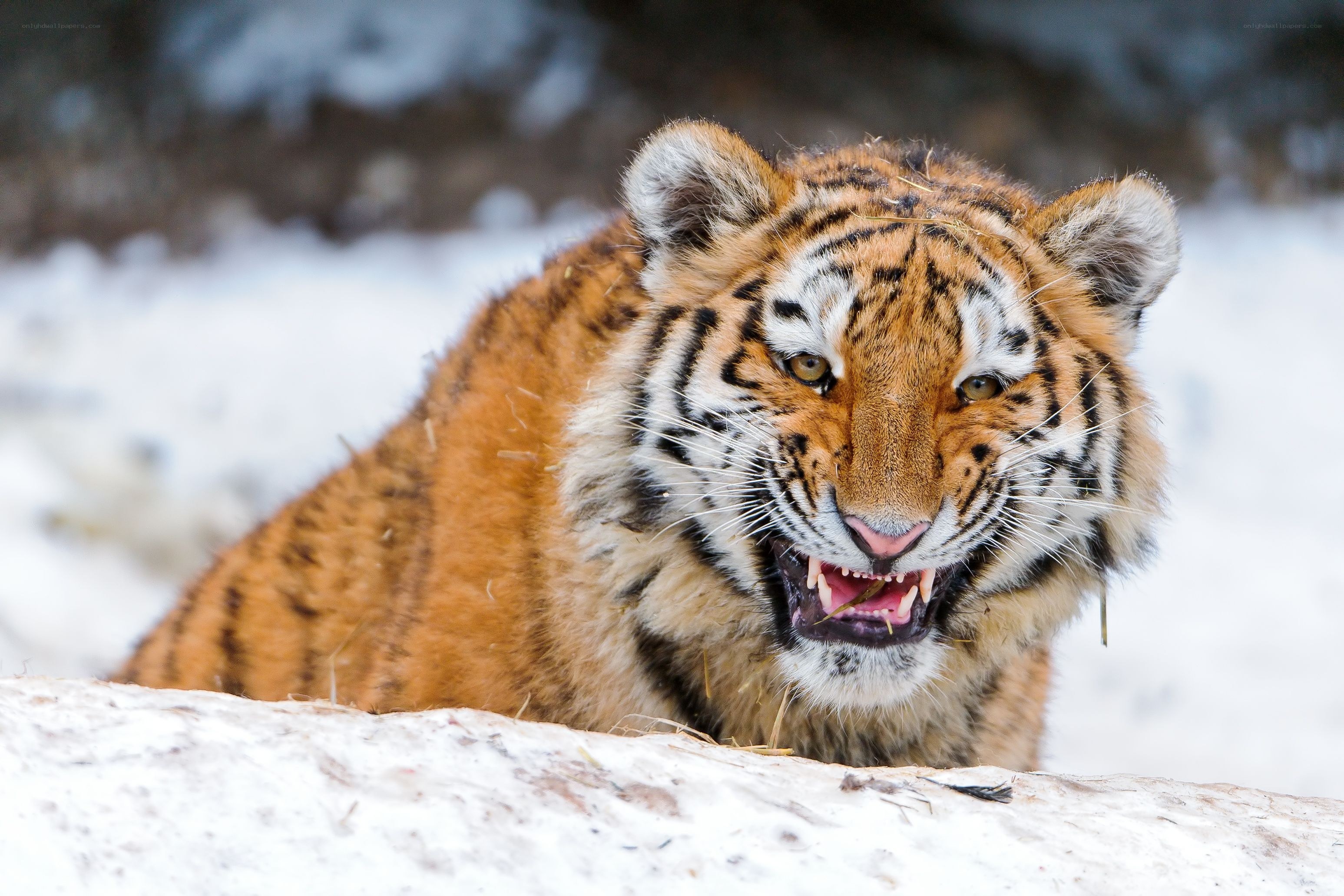 tiger in the snow