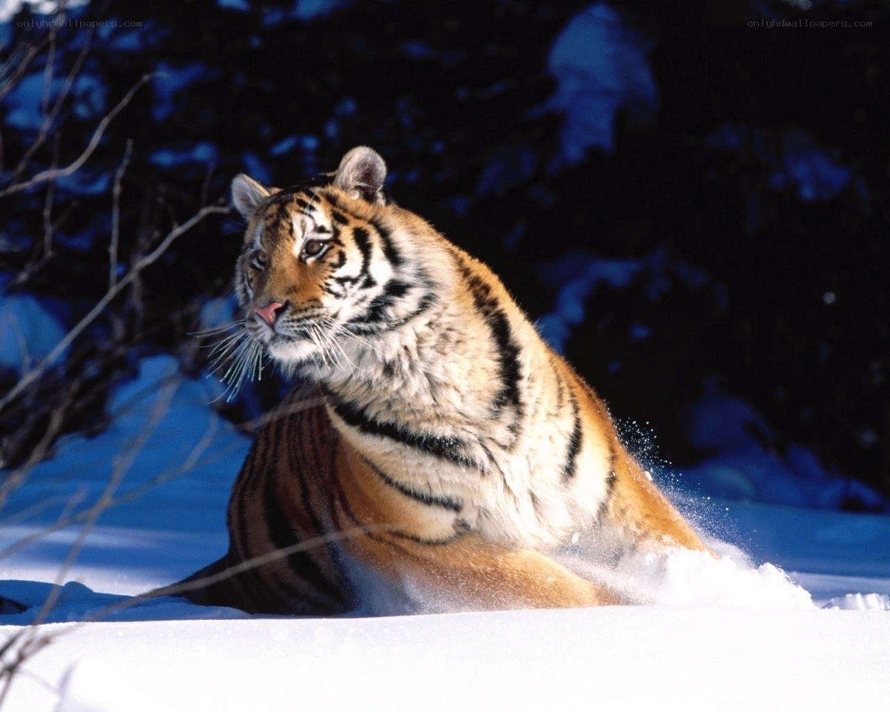 Tiger in the snow