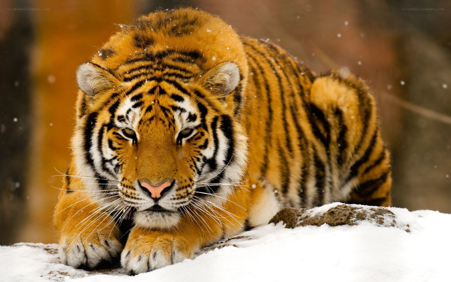 Tiger in the snow