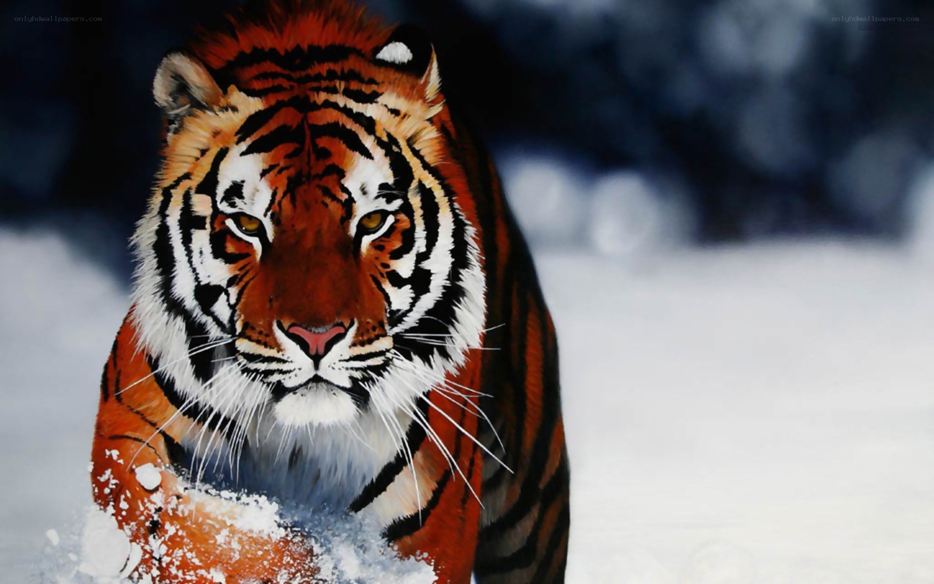 tiger in the snow