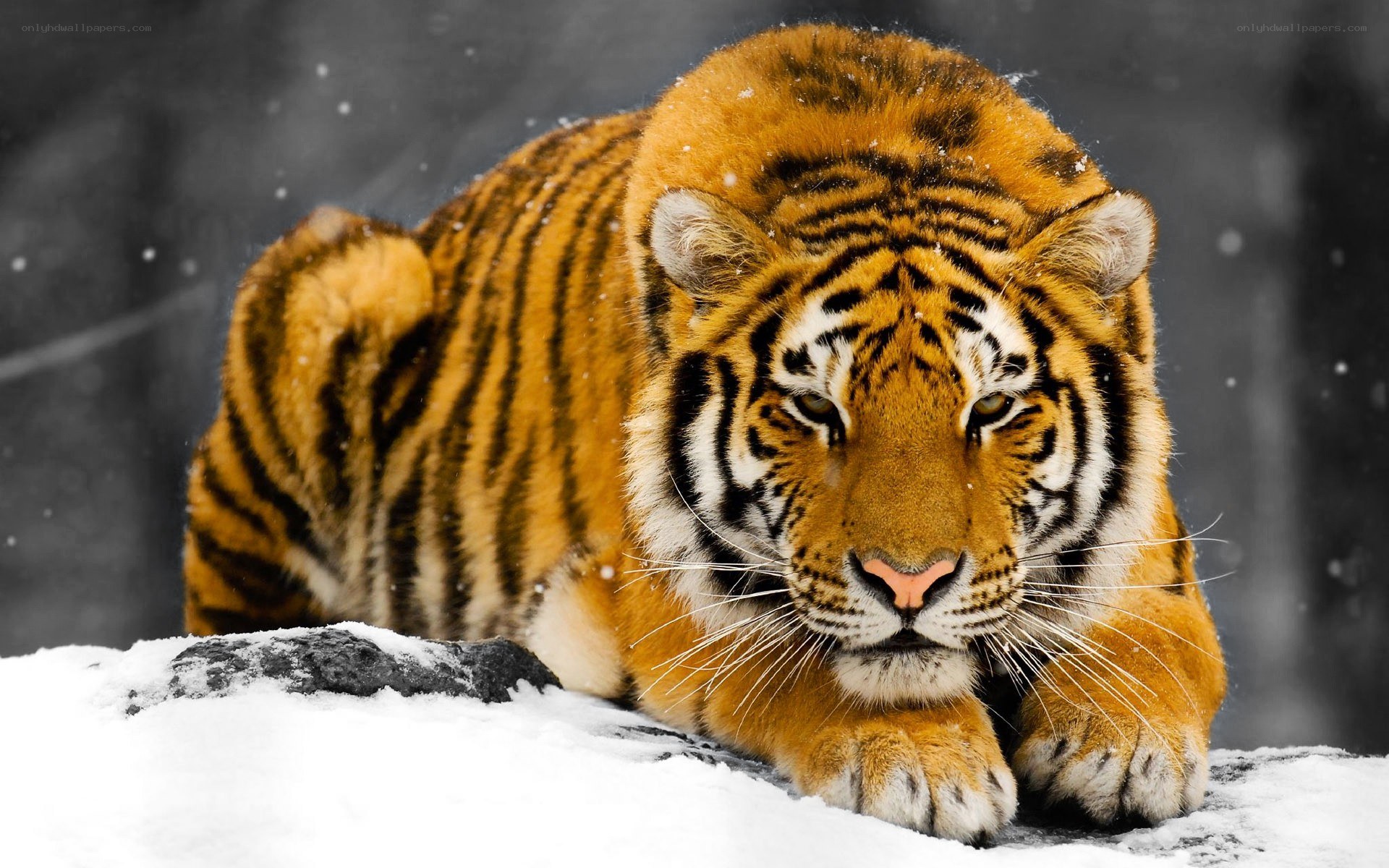 Tiger in the snow
